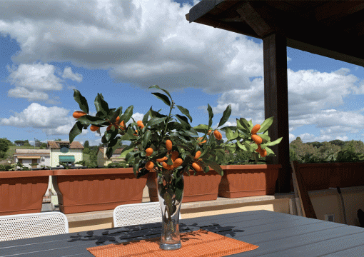 Căn hộ Romabellahost 3