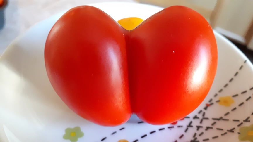 Cà chua luôn là một trong những cây được trồng nhiều nhất tại Roma Bella Host