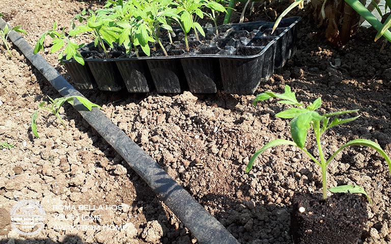 Cấy-cây-cà-chua-ra-vườn-Roma-Bella-Host