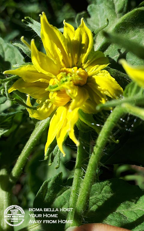 Hoa cà chua vĩ đại tại Roma Bella Host