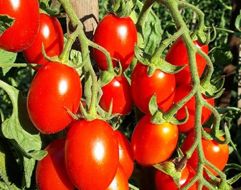 Trồng cây cà chua tại Romabellahost