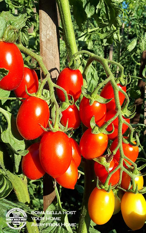 Những-chùm-cà-chua-tại-Roma-Bella-Host