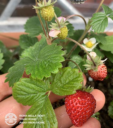 Mùa xuân dâu tây rừng phảng phất trong không gian