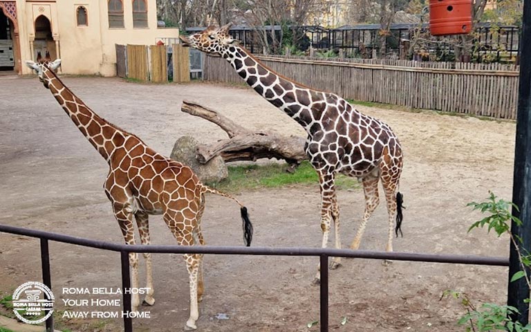 Sở thú Bioparco di Roma trong Villa Borghese - Roma