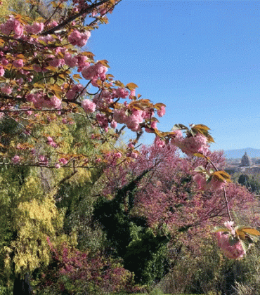 Khám phá góc vườn hoa đào Nhật Bản rực rỡ trong lòng Roma