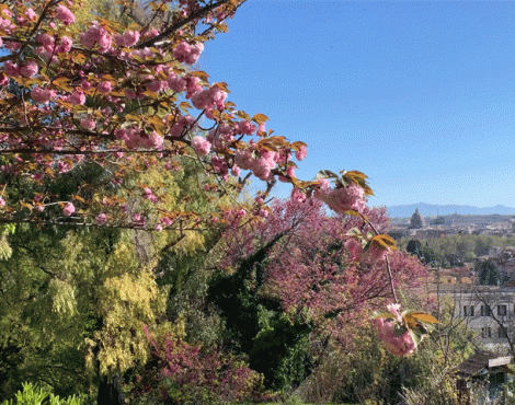 Khám phá góc vườn hoa đào Nhật Bản rực rỡ trong lòng Roma